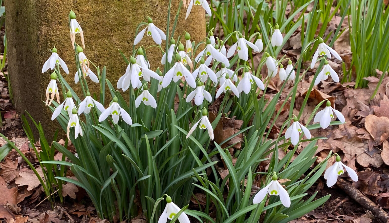 Tuning Into Nature at Imbolc