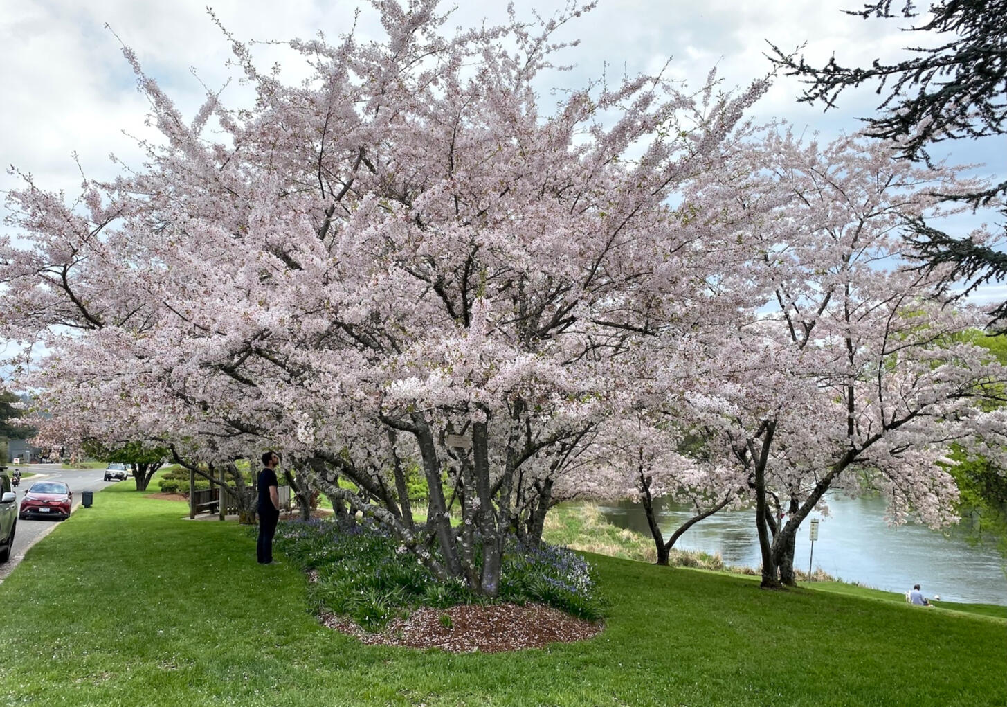 Spring at the Deloraine Riverside Reserve